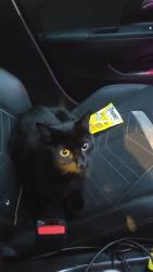Lost Male Cat last seen Hackney downs, Lower Clapton, England 
