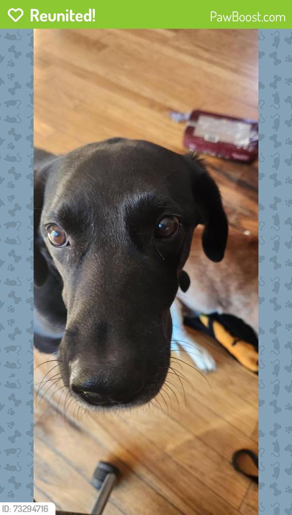 Reunited Male Dog last seen By winnwood elementary, Kansas City, MO 64117