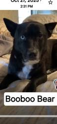 Lost Male Dog last seen MathisRd, Elmendorf, TX 78112
