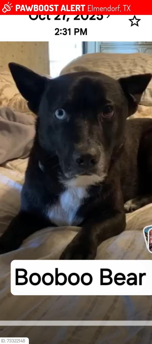 Lost Male Dog last seen MathisRd, Elmendorf, TX 78112