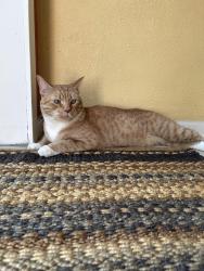 Reunited Male Cat last seen 19th ave & Dahlia, Denver, CO 80220