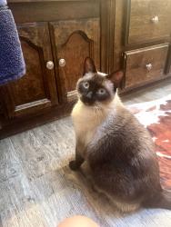 Lost Male Cat last seen Auburn lake trails gate 2, Cool, CA 95614