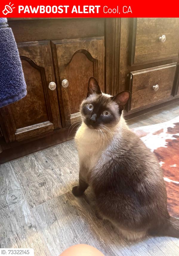 Lost Male Cat last seen Auburn lake trails gate 2, Cool, CA 95614