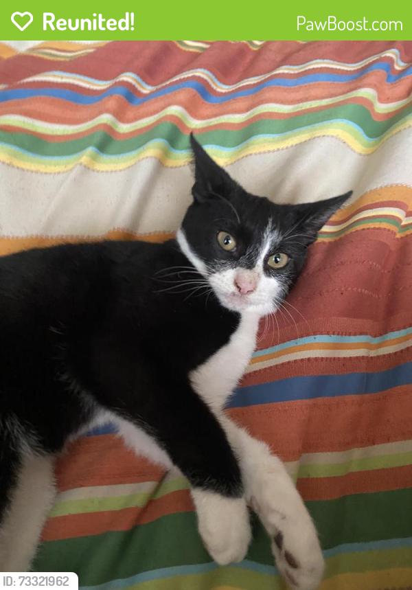 Reunited Male Cat last seen Near quiet valley, San Antonio, TX 78242