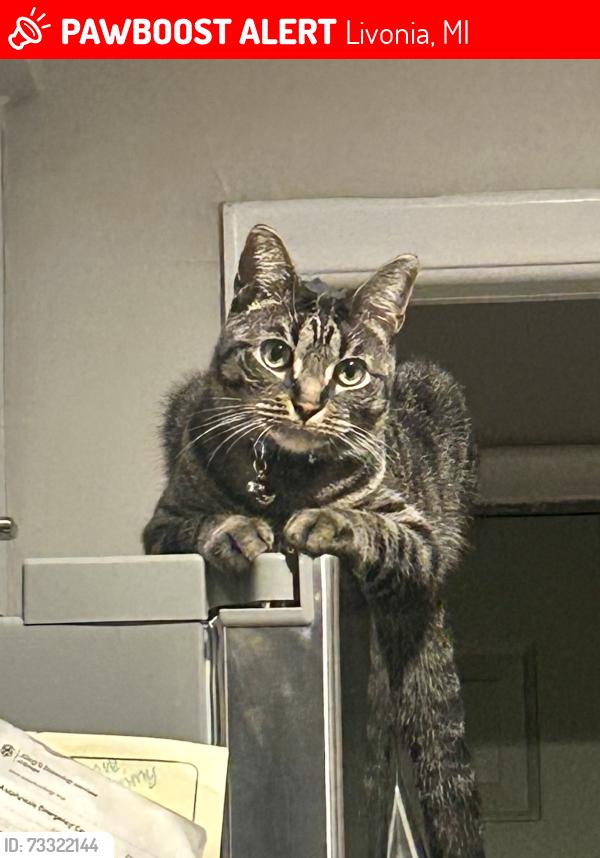 Lost Male Cat last seen 7 Mile and Middlebelt, Livonia, MI 48152