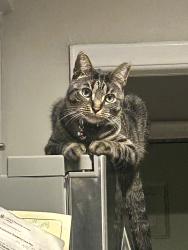 Lost Male Cat last seen 7 Mile and Middlebelt, Livonia, MI 48152