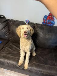 Lost Male Dog last seen Near bonsell place, Durham, NC 27707