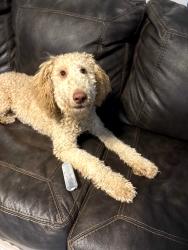 Reunited Male Dog last seen Hillside High School, Durham, NC 27707