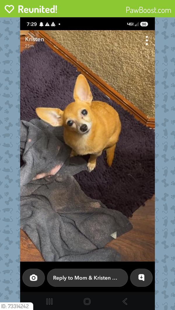 Reunited Female Dog last seen Dix Creek Rd, leicester NC, Buncombe County, NC 28806