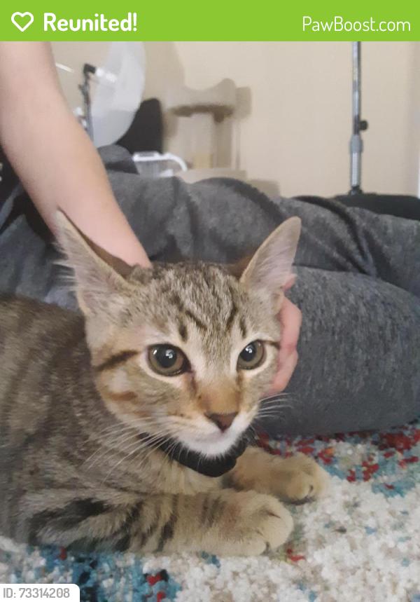 Reunited Female Cat last seen landen, Camarillo, CA 93010
