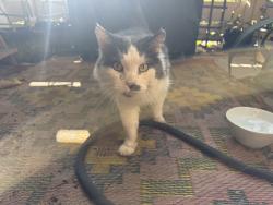Reunited Unknown Cat last seen Strands Beach, Dana Point, CA 92629