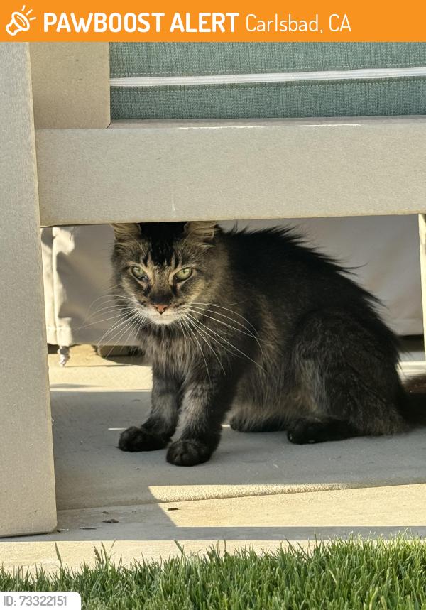 Found/Stray Female Cat last seen Falcon Drive, Carlsbad, CA 92008