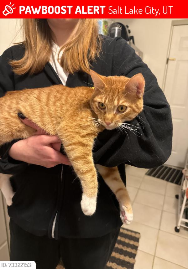 Lost Male Cat last seen Got out in the backyard off of 1300 east in sugarhouse/yalecrest, Salt Lake City, UT 84105