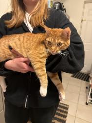 Lost Male Cat last seen Got out in the backyard off of 1300 east in sugarhouse/yalecrest, Salt Lake City, UT 84105