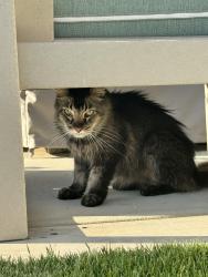 Found/Stray Female Cat last seen Falcon Drive, Carlsbad, CA 92008