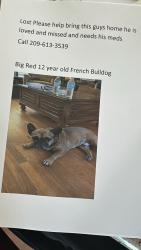 Reunited Male Dog last seen Burke and sunrise modesto, Modesto, CA 95350
