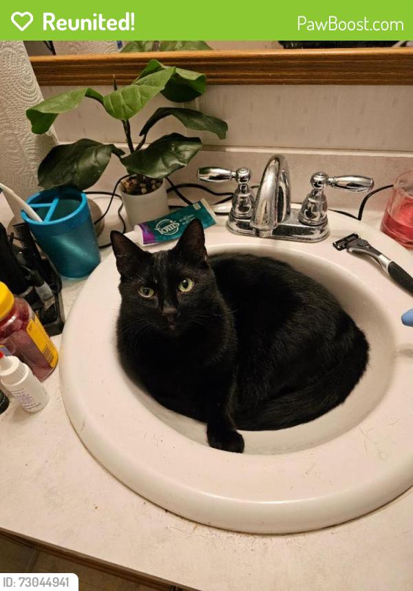 Reunited Male Cat last seen Brook Arbor Drive off of NC 55 between High hse Rd and Green Hope School Rd, Cary, NC 27519