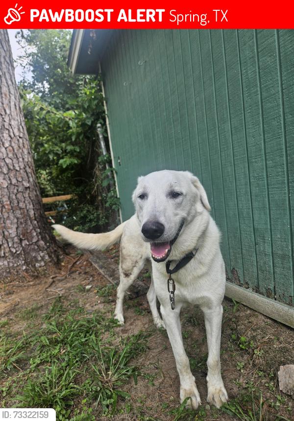Lost Male Dog last seen Near Kuykendahl and Creekwood, Spring, TX 77389