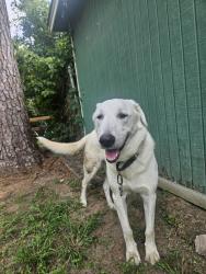 Lost Male Dog last seen Near Kuykendahl and Creekwood, Spring, TX 77389