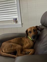 Lost Male Dog last seen Ave N, Rosenberg, TX 77471