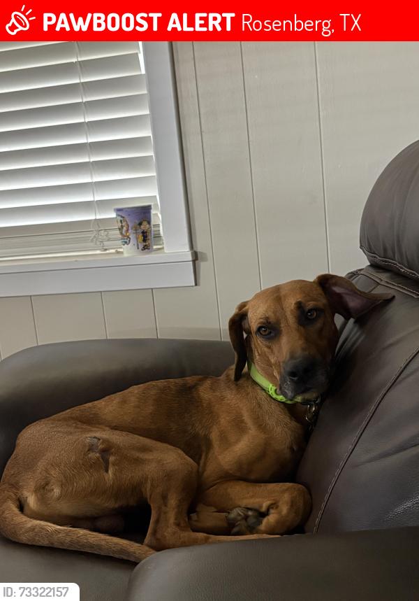 Lost Male Dog last seen Ave N, Rosenberg, TX 77471