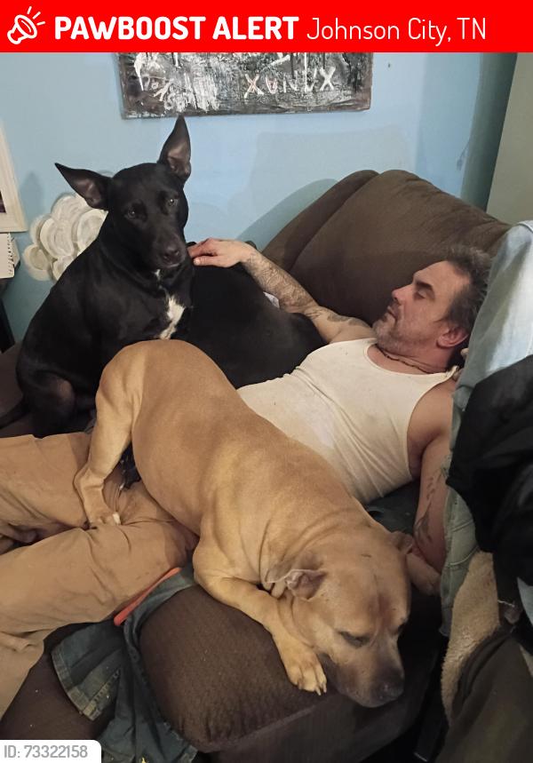Lost Male Dog last seen Hilltop and fairview, Johnson City, TN 37601