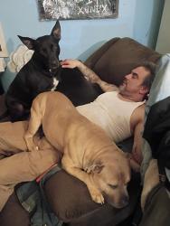 Lost Male Dog last seen Hilltop and fairview, Johnson City, TN 37601