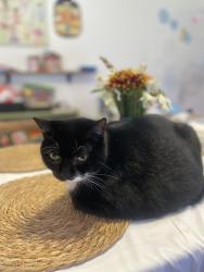 Lost Male Cat last seen Chapel Hill Rd, Maynard Rd, Evans Rd., Cary, NC 27513