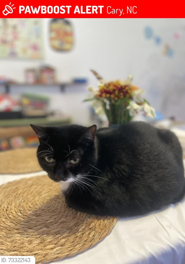 Lost Male Cat last seen Chapel Hill Rd, Maynard Rd, Evans Rd., Cary, NC 27513