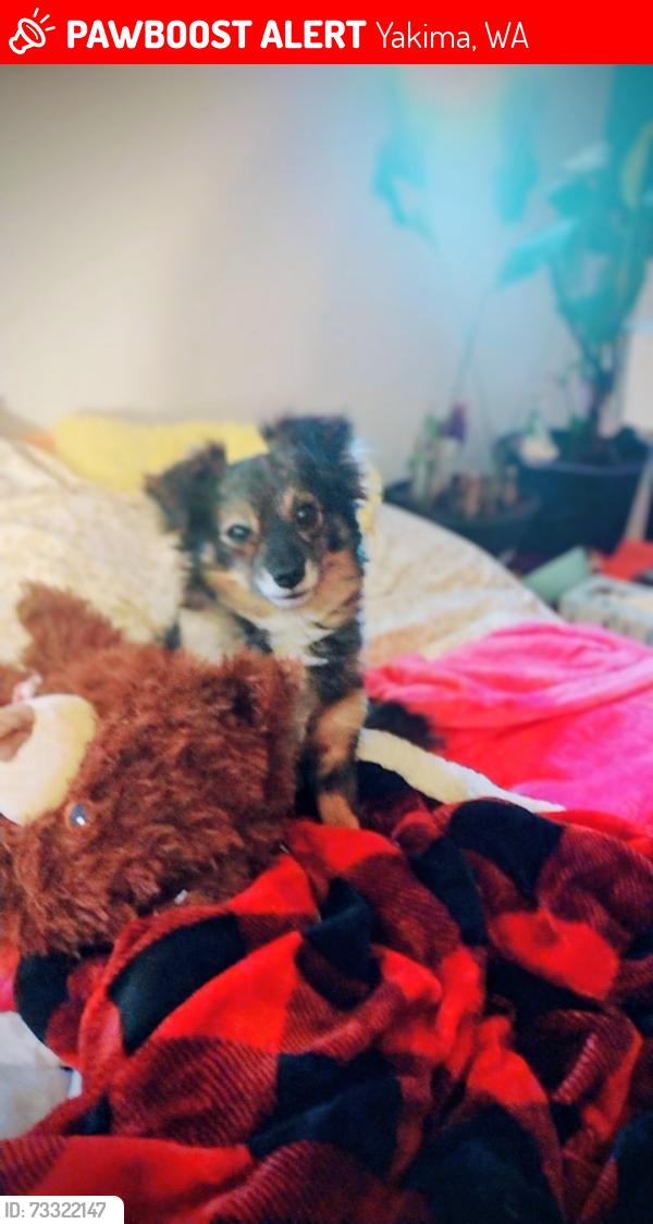 Lost Male Dog last seen Bell st, Yakima, WA 98902