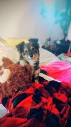 Lost Male Dog last seen Bell st, Yakima, WA 98902