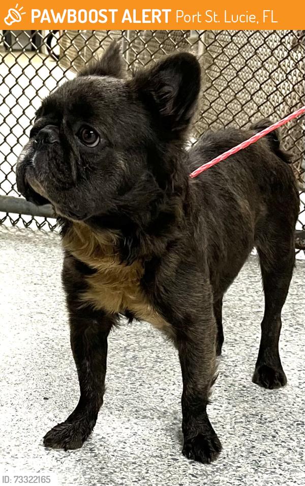 Found/Stray Male Dog last seen port st. lucie, Port St. Lucie, FL 34986