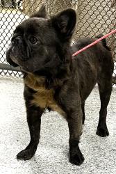 Found/Stray Male Dog last seen port st. lucie, Port St. Lucie, FL 34986