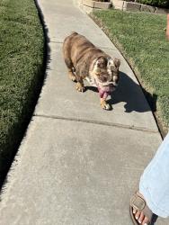 Found/Stray Female Dog last seen Monterey pine, Ceres, CA 95307