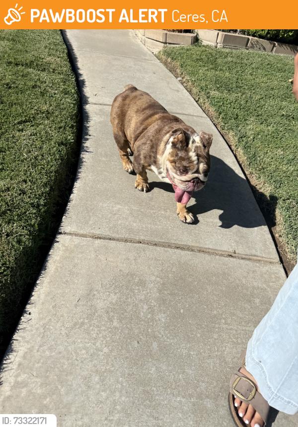 Found/Stray Female Dog last seen Monterey pine, Ceres, CA 95307