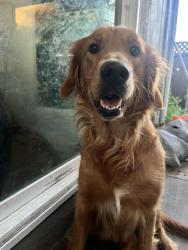Reunited Female Dog last seen Near Lundy Ave, San Jose, CA 95133, USA, San Jose, CA 95133