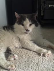 Reunited Unknown Cat last seen Near Dana Strand Rd, Dana Point, CA 92629, USA, Dana Point, CA 92629