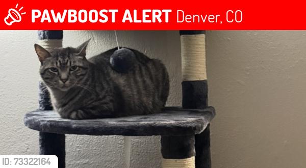 Lost Male Cat last seen 29th & Olive, Denver, CO 80207