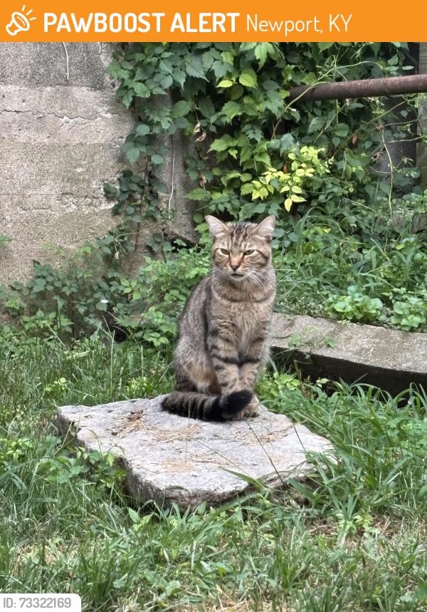 Found/Stray Unknown Cat last seen Ninth & York, Newport, KY 41071
