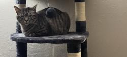 Lost Male Cat last seen 29th & Olive, Denver, CO 80207