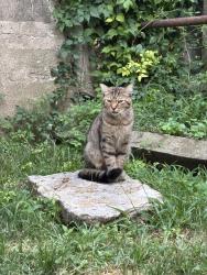 Found/Stray Unknown Cat last seen Ninth & York, Newport, KY 41071