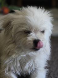 Found/Stray Male Dog last seen Pinole valley rd, Hayward, CA 94545