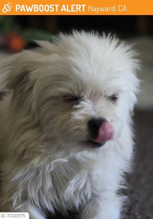 Found/Stray Male Dog last seen Pinole valley rd, Hayward, CA 94545