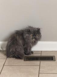 Lost Female Cat last seen Tanninger dr, Indianapolis, IN 46239