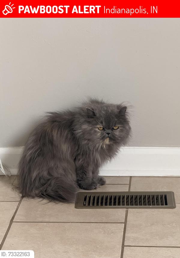 Lost Female Cat last seen Tanninger dr, Indianapolis, IN 46239