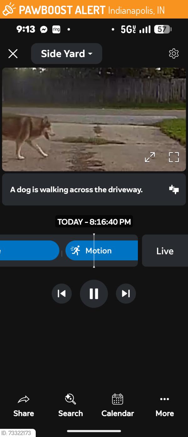Found/Stray Unknown Dog last seen Carson Bacon Boyd, Indianapolis, IN 46227