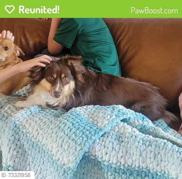 Reunited Female Dog last seen Waterwood Drive, Windsor, CO 80550