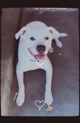 Shelter Stray Male Dog last seen Near BLOCK N CEDAR AVE, FRESNO CA 93703 4380, 5277 E Airways Blvd, Fresno, CA 93727, USA