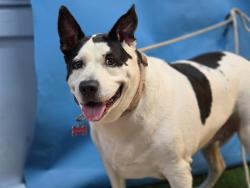 Shelter Stray Female Dog last seen , 216 W Victoria St, Gardena, CA 90248, USA