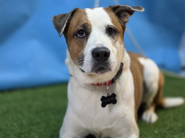 Shelter Stray Male Dog last seen , 216 W Victoria St, Gardena, CA 90248, USA